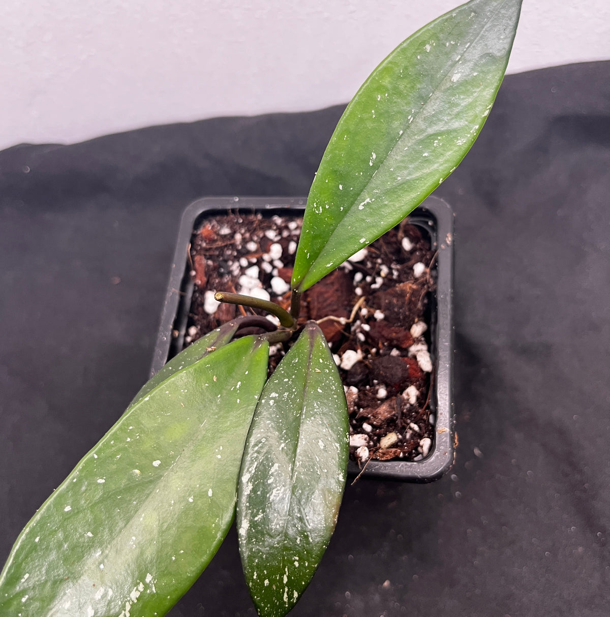Hoya carnosa