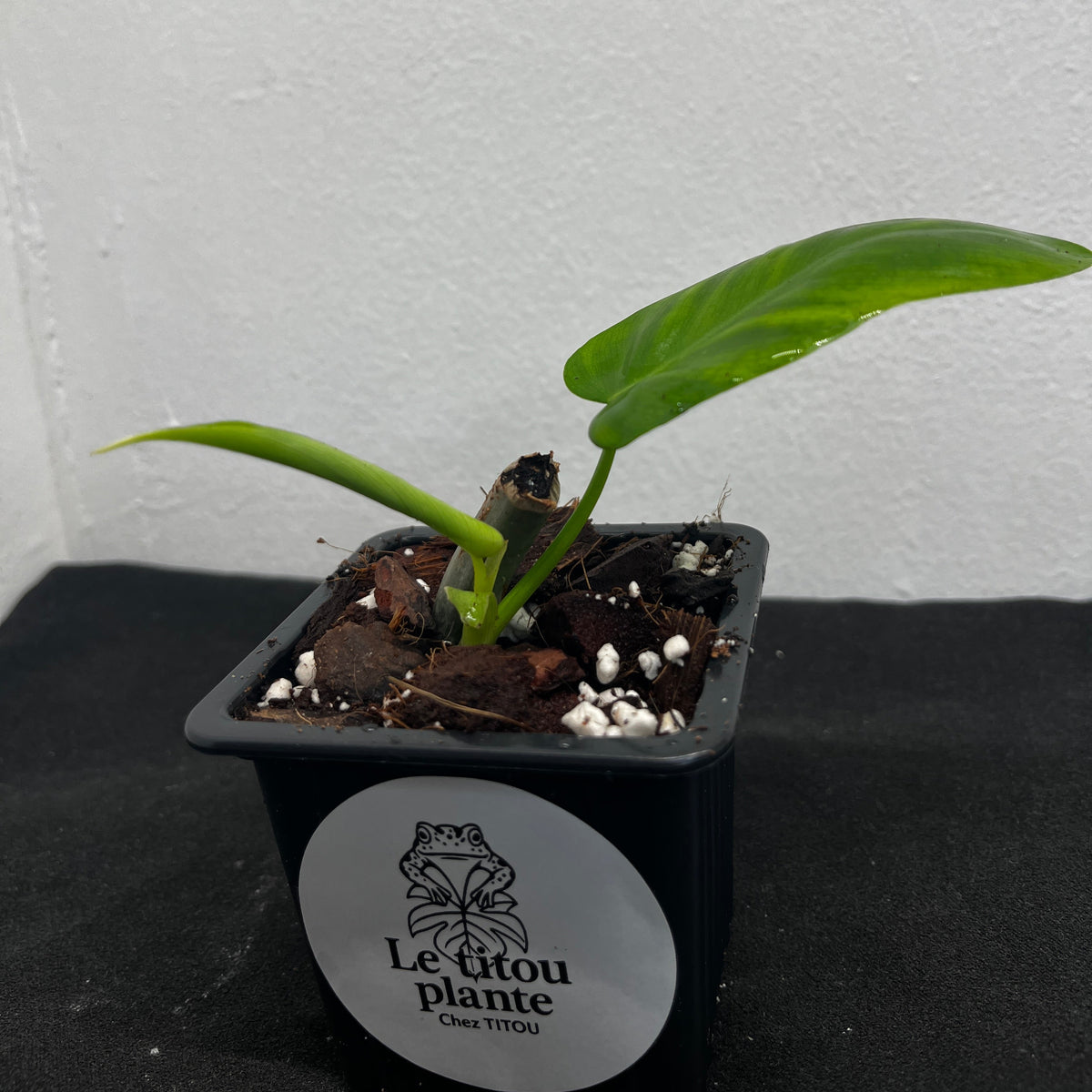 Philodendron 'Green Dragon'