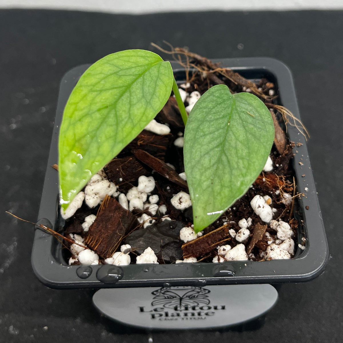 Epipremnum pinnatum 'Cebu Blue'