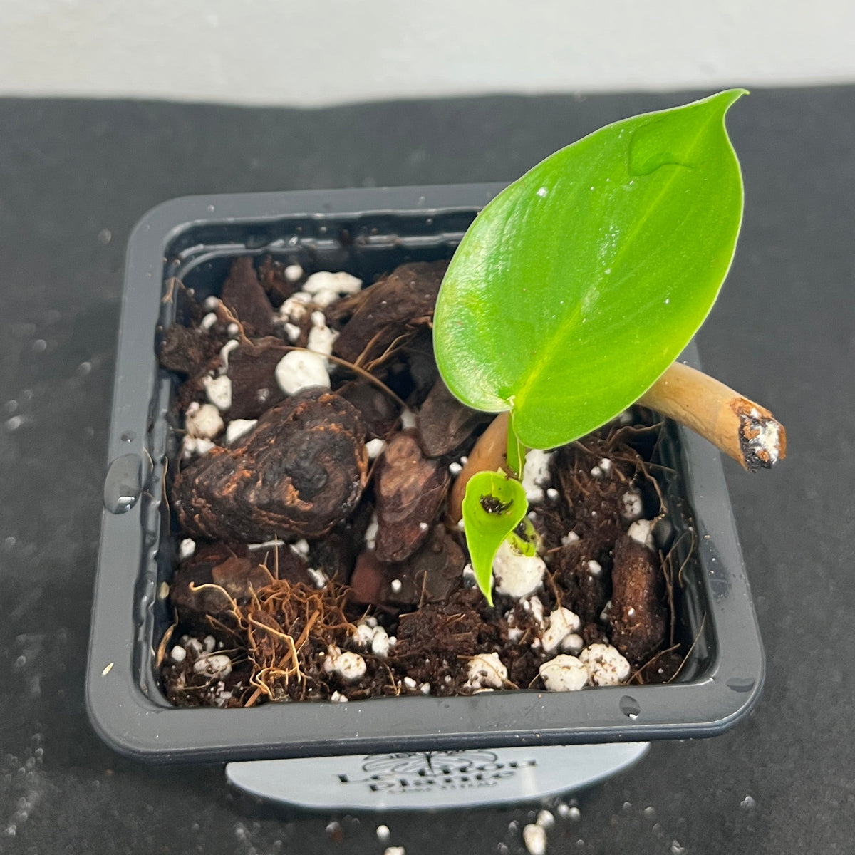 Philodendron 'Jerry Horne'