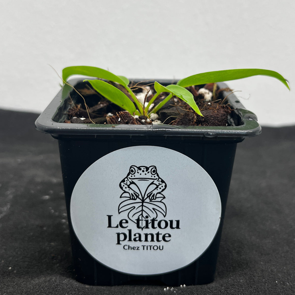 Philodendron 'Florida Bronze'