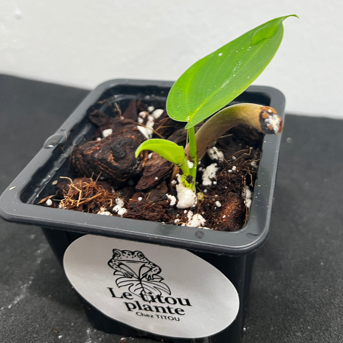 Philodendron 'Jerry Horne'