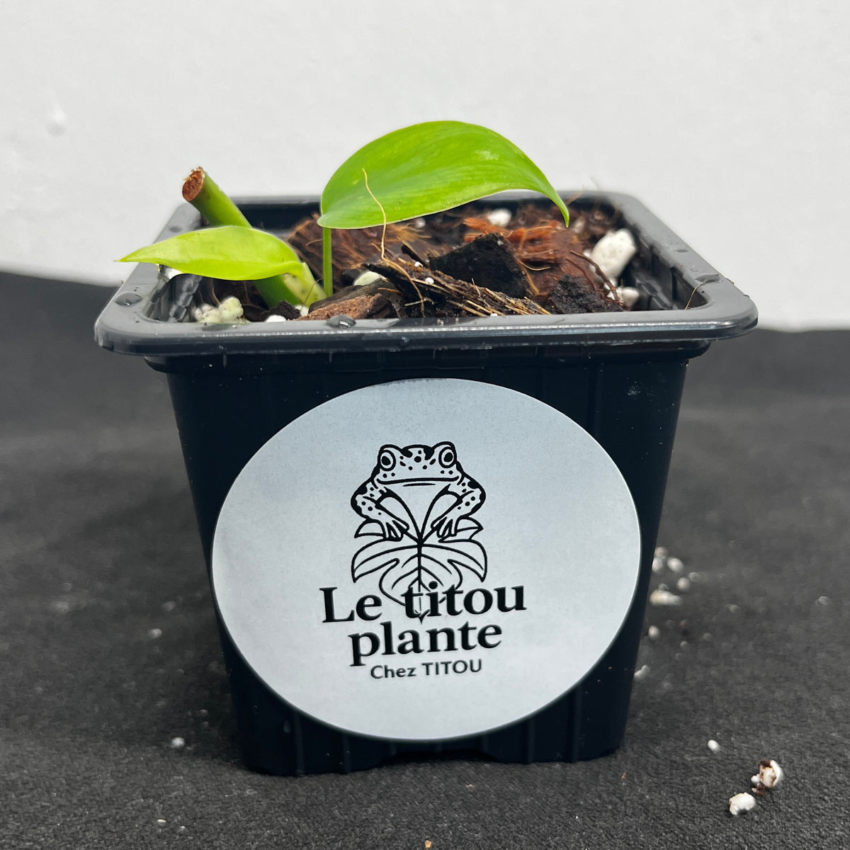 Philodendron hederaceum