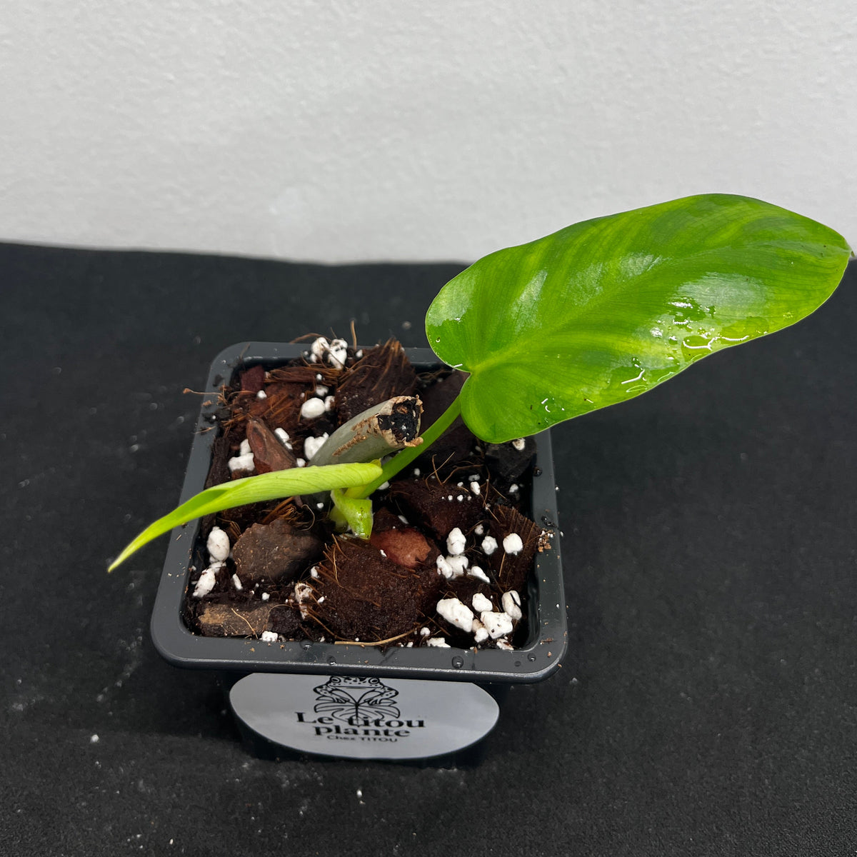 Philodendron 'Green Dragon'
