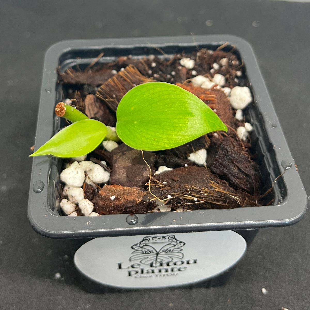 Philodendron hederaceum