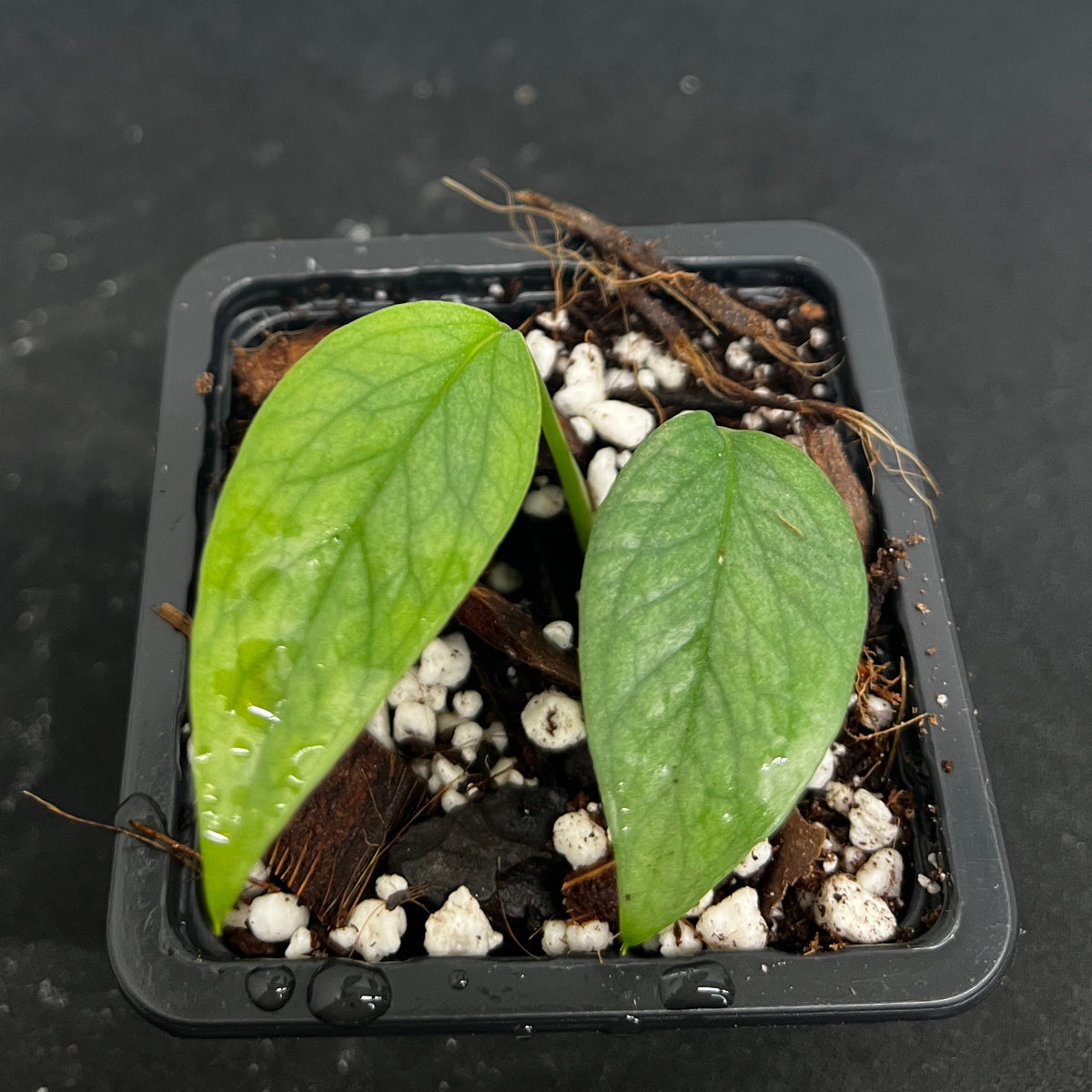Epipremnum pinnatum 'Cebu Blue'