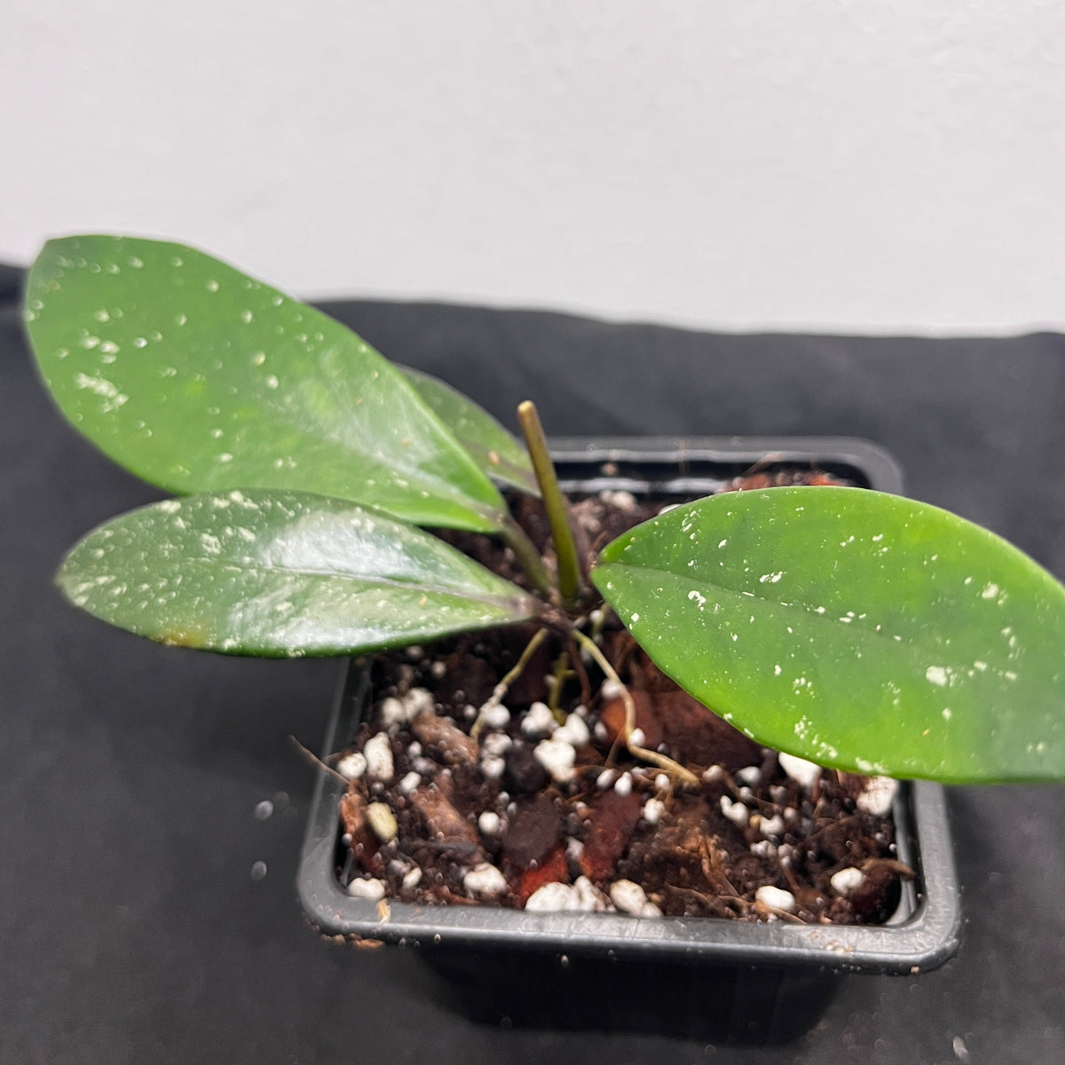 Hoya carnosa