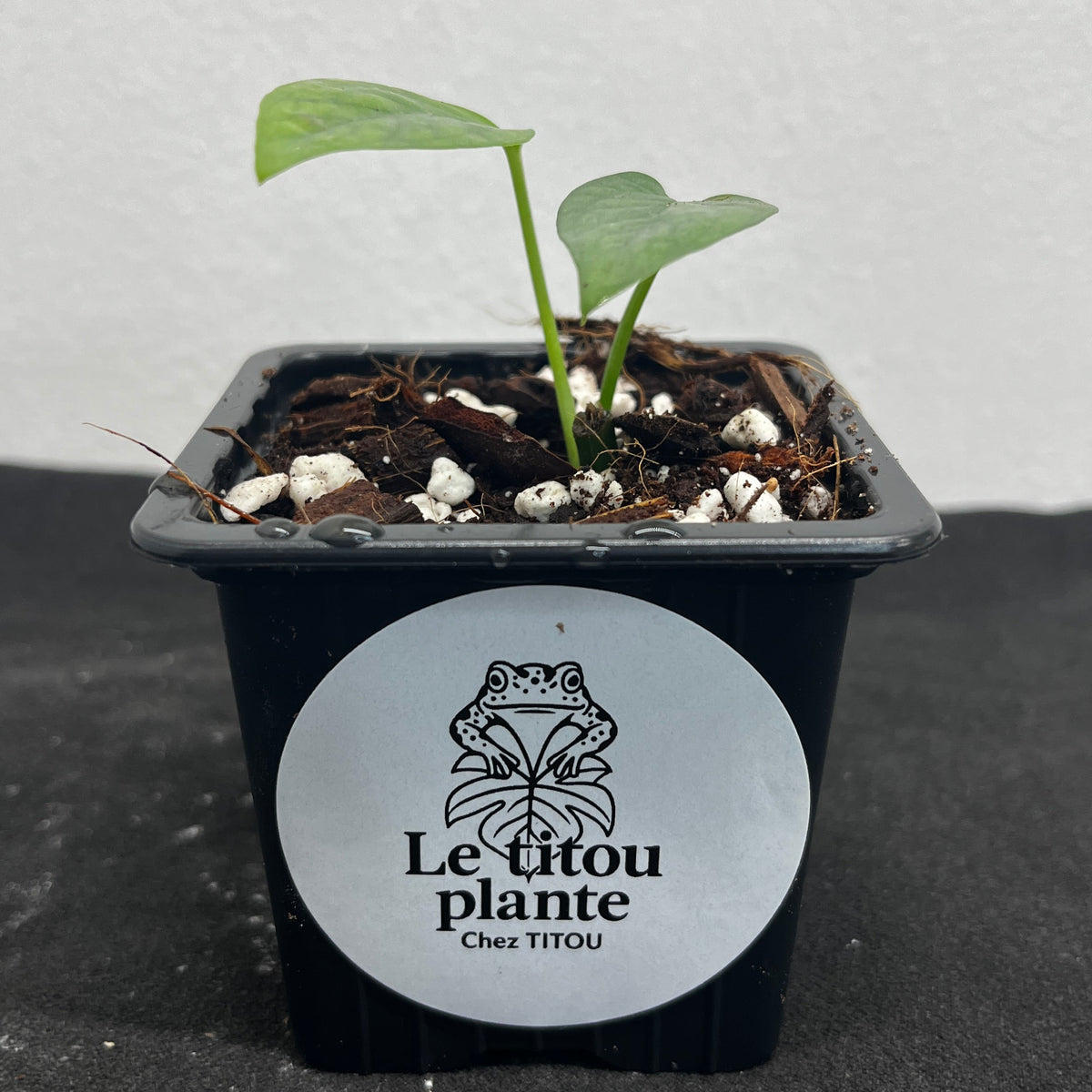 Epipremnum pinnatum 'Cebu Blue'