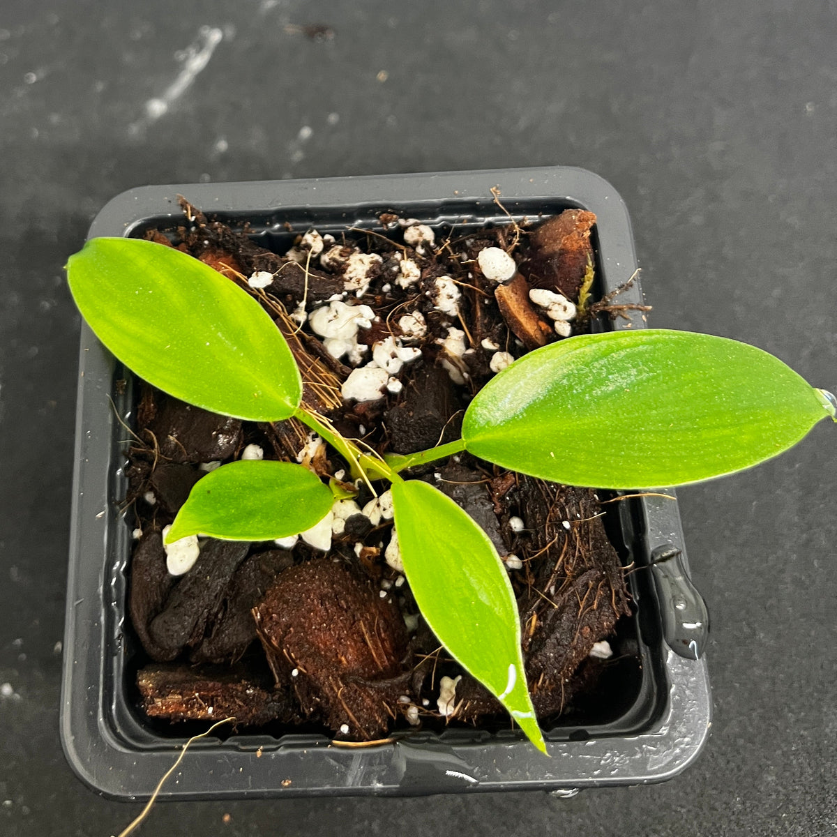 Philodendron 'Florida Bronze'