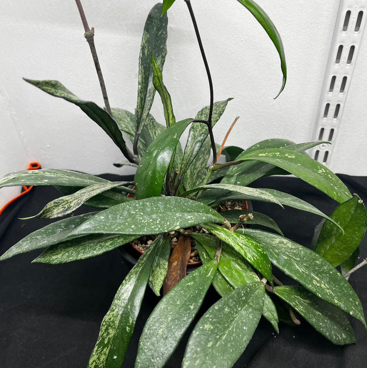 Hoya carnosa