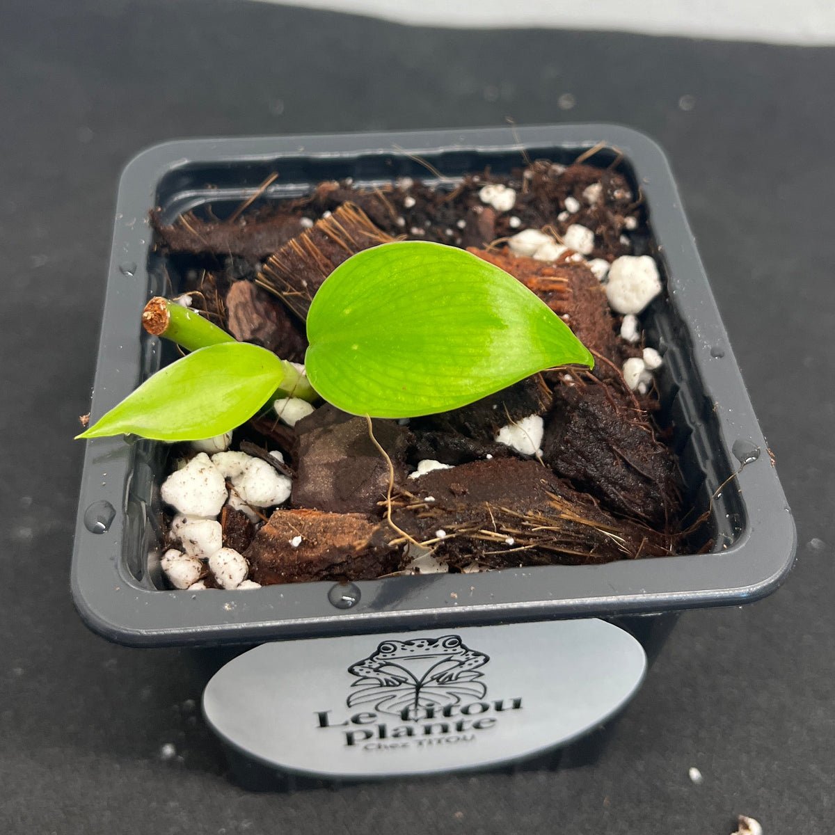 Philodendron hederaceum