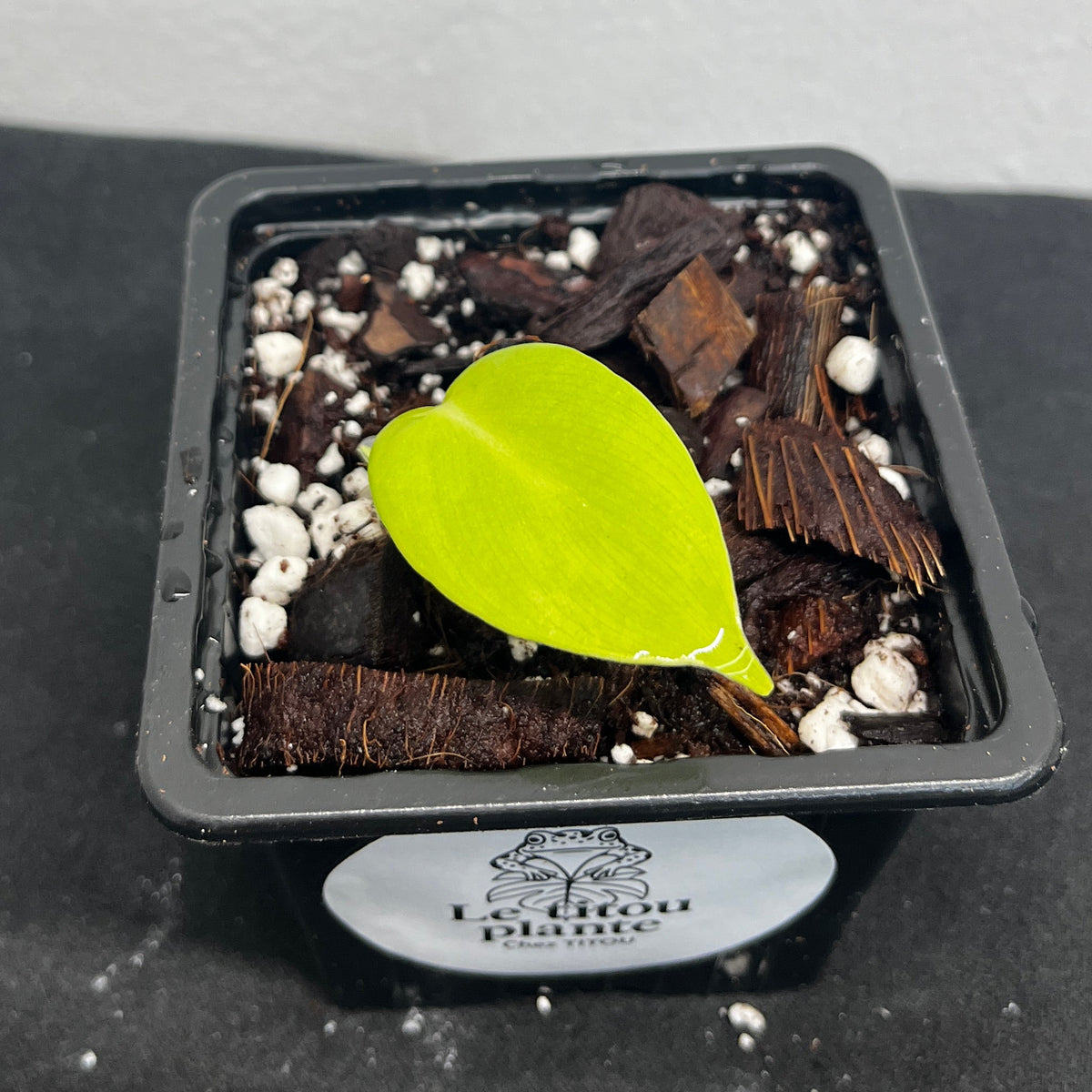 Philodendron Golden Violin