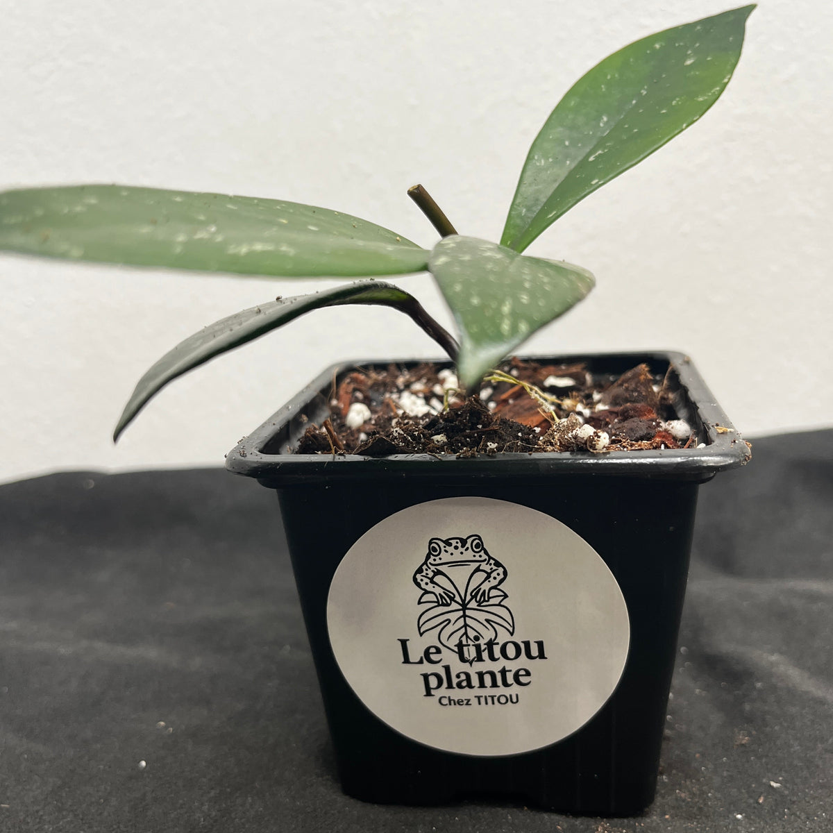 Hoya carnosa
