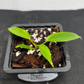 Philodendron 'Florida Bronze'