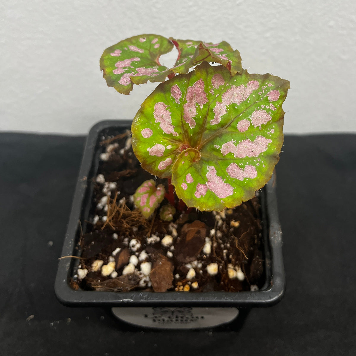 Begonia 'Catalina Sunrise'
