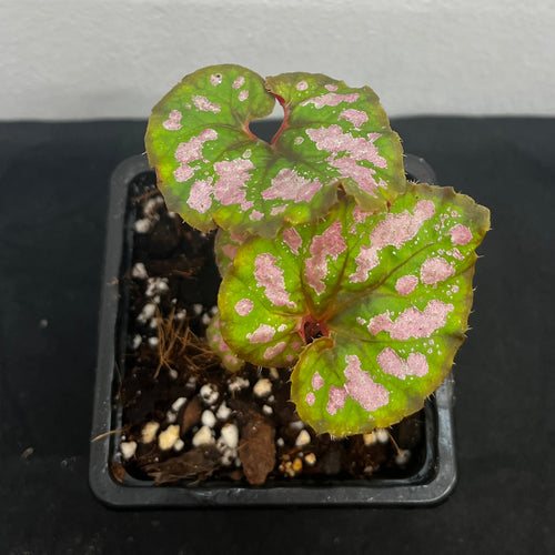 Begonia 'Catalina Sunrise'