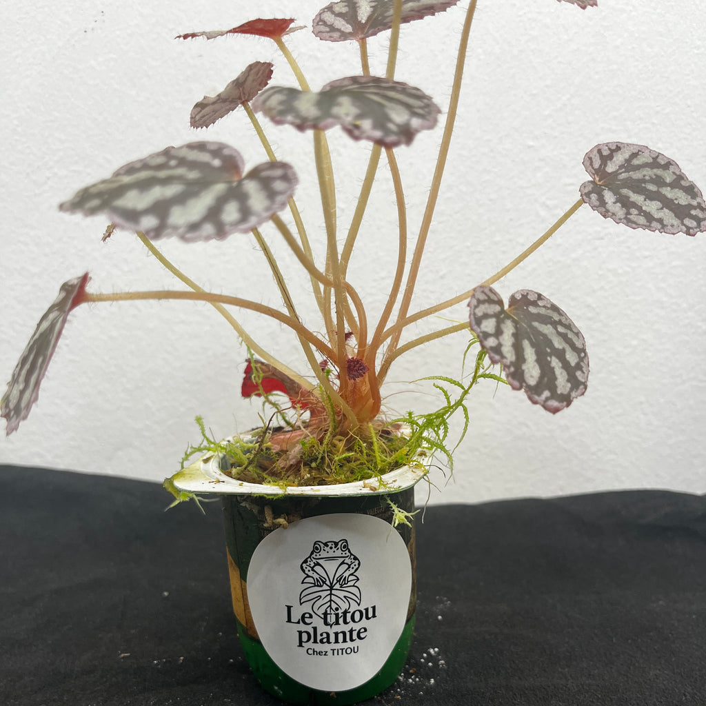 Begonia rex chayo