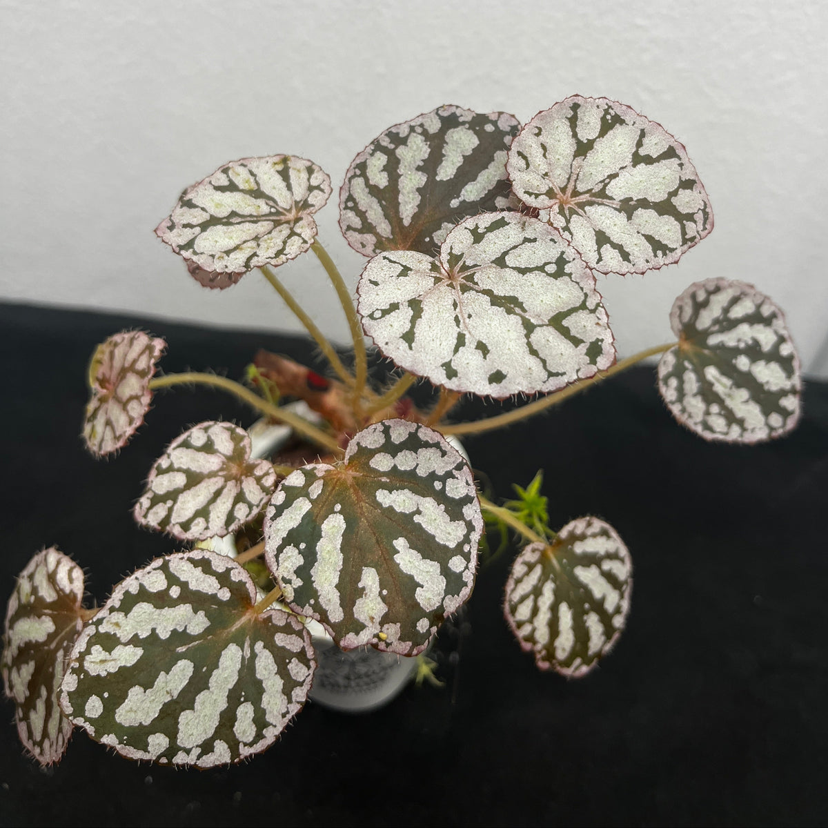 Begonia rex chayo