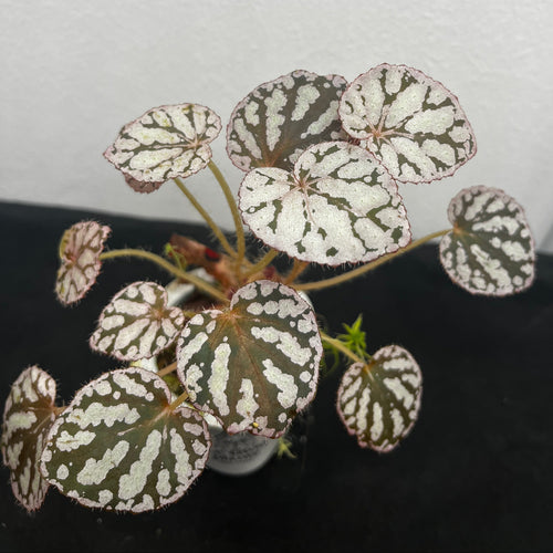 Begonia rex chayo