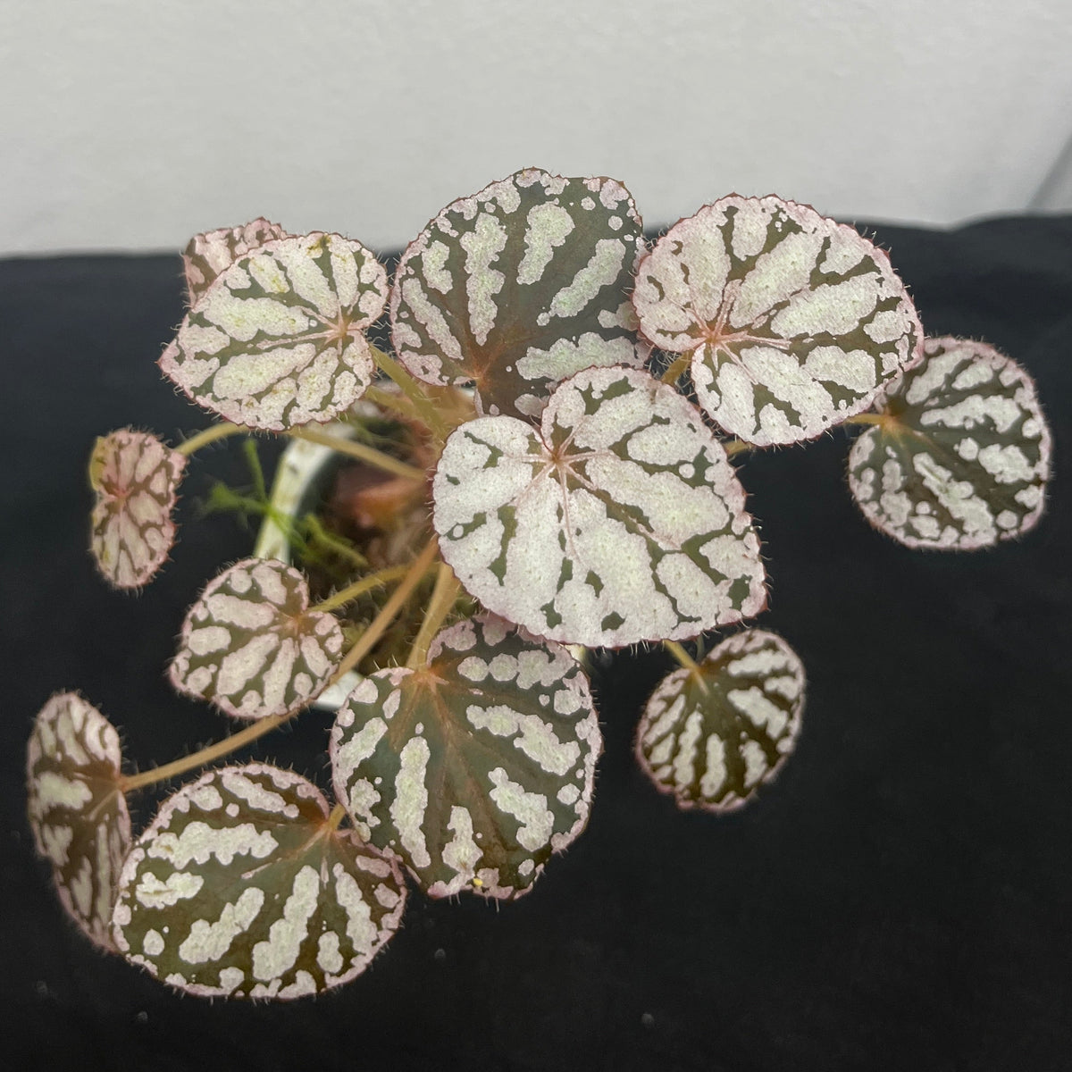 Begonia rex chayo