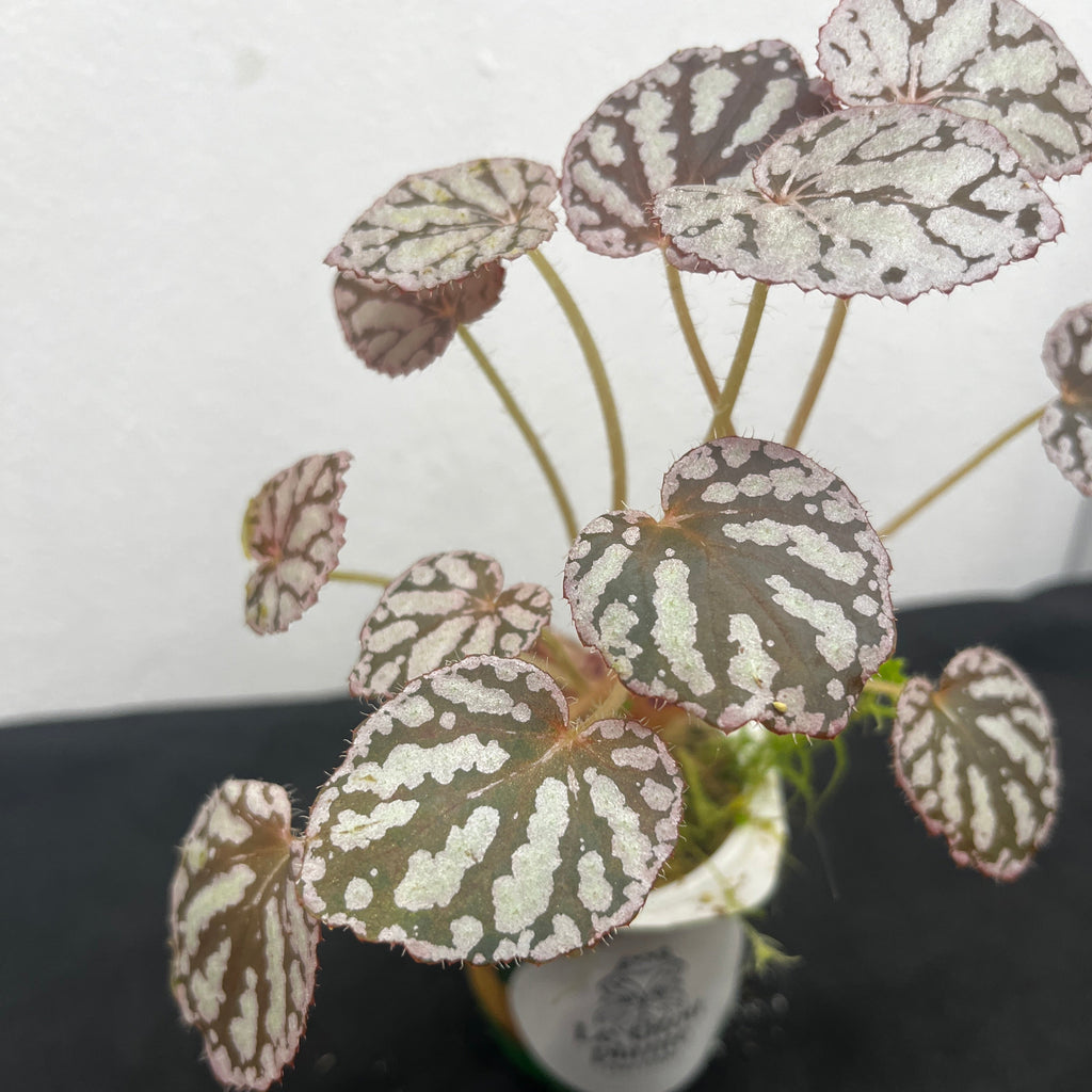 Begonia rex chayo