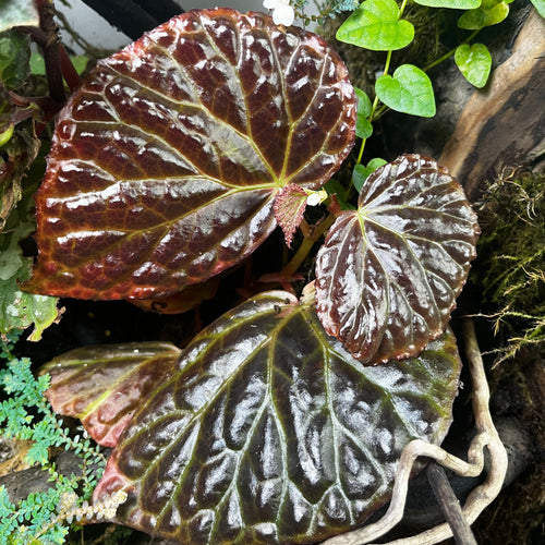 Begonia dracopelta x sulawesi