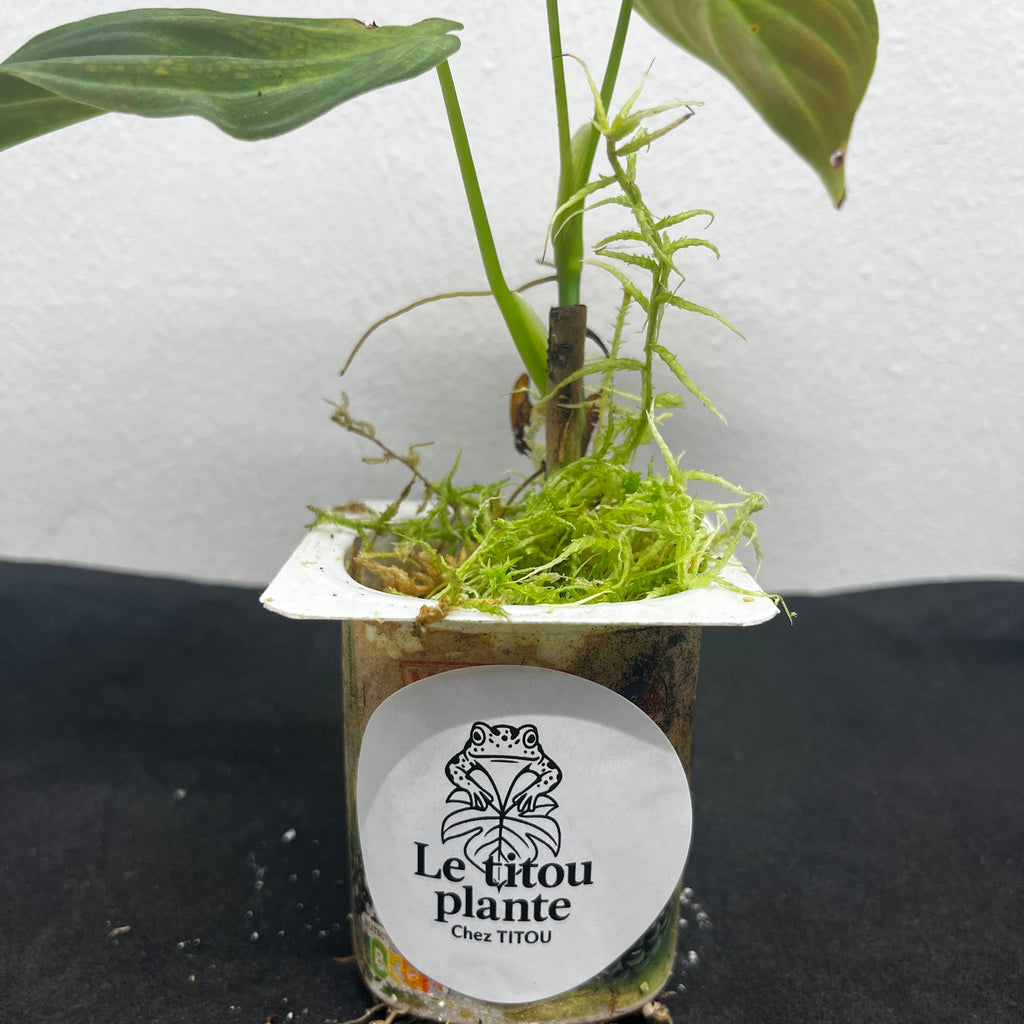 philodendron melanochrysum