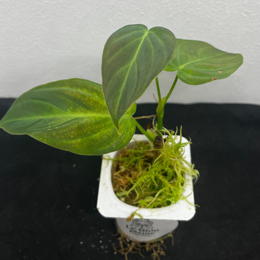 philodendron melanochrysum