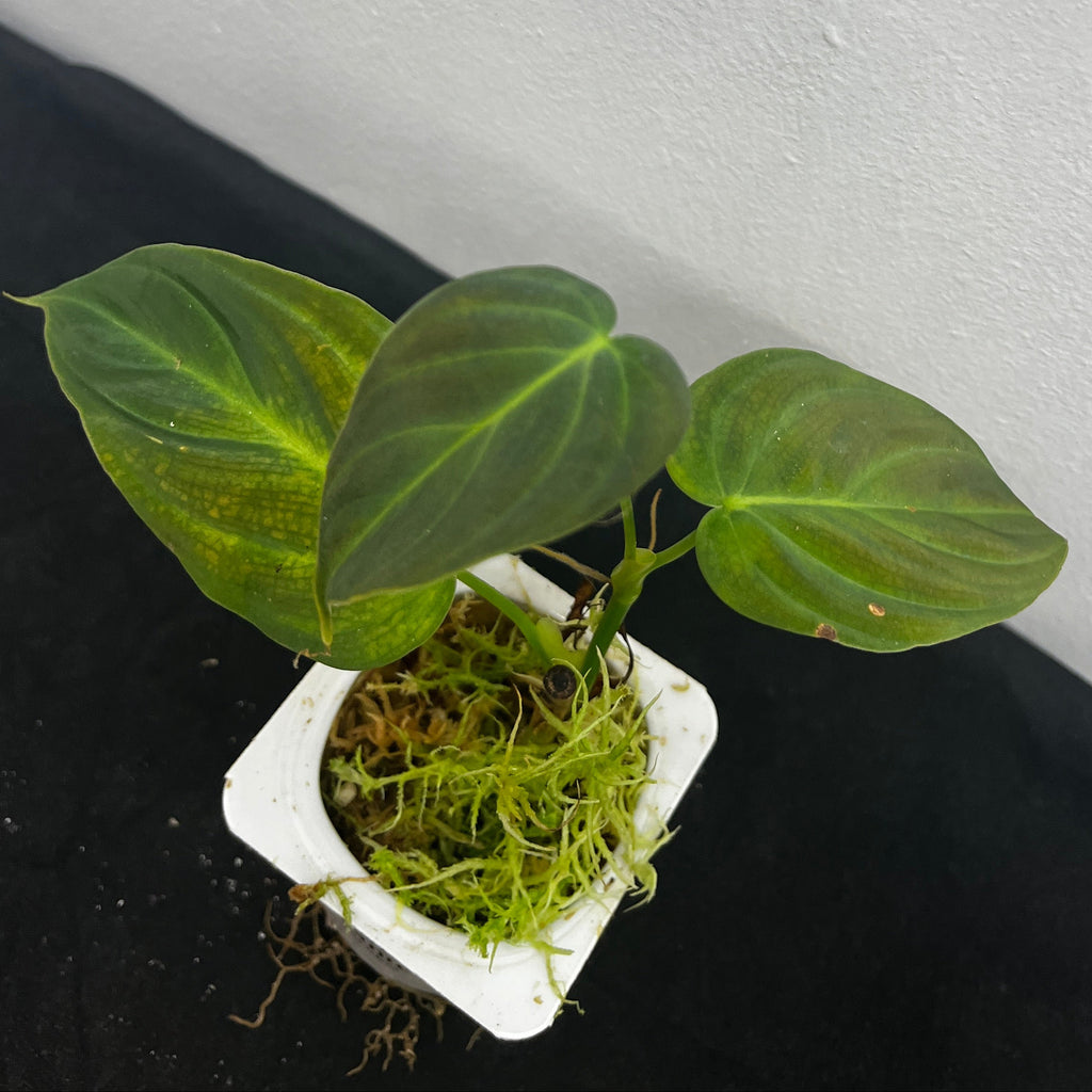 philodendron melanochrysum