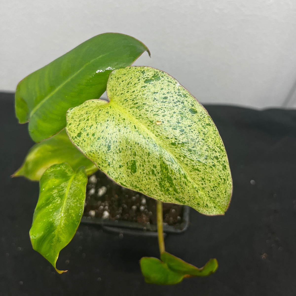 Philodendron paraiso verde