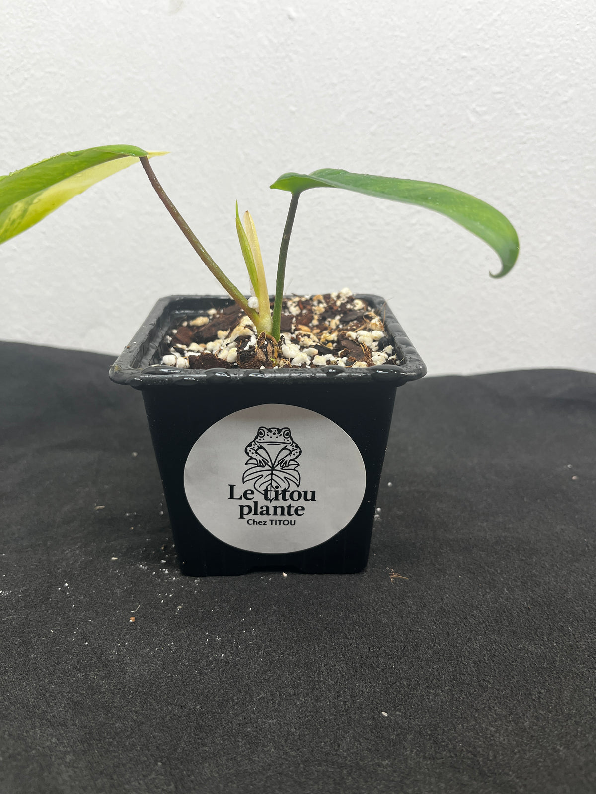Philodendron florida beauty var