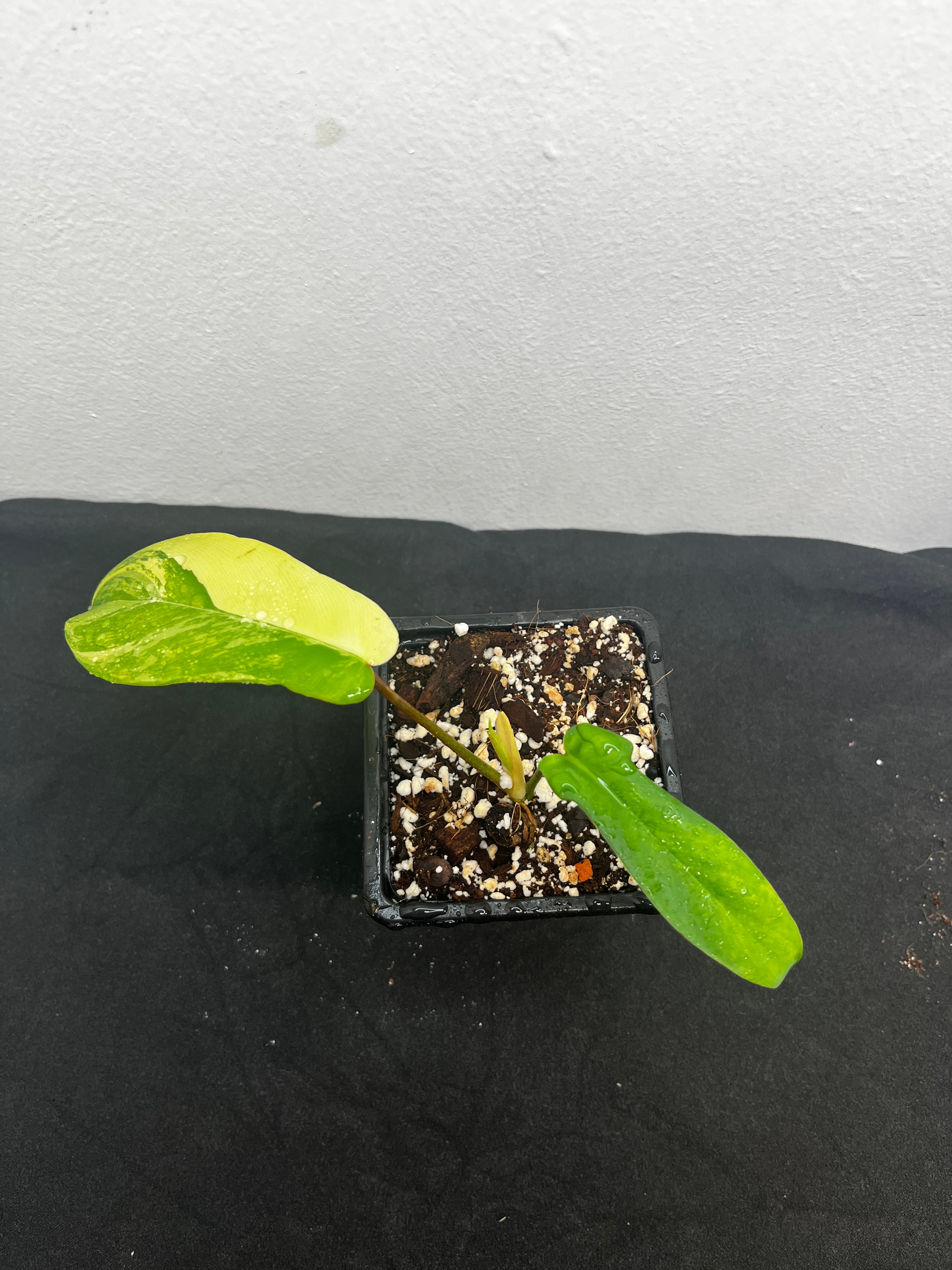 Philodendron florida beauty var