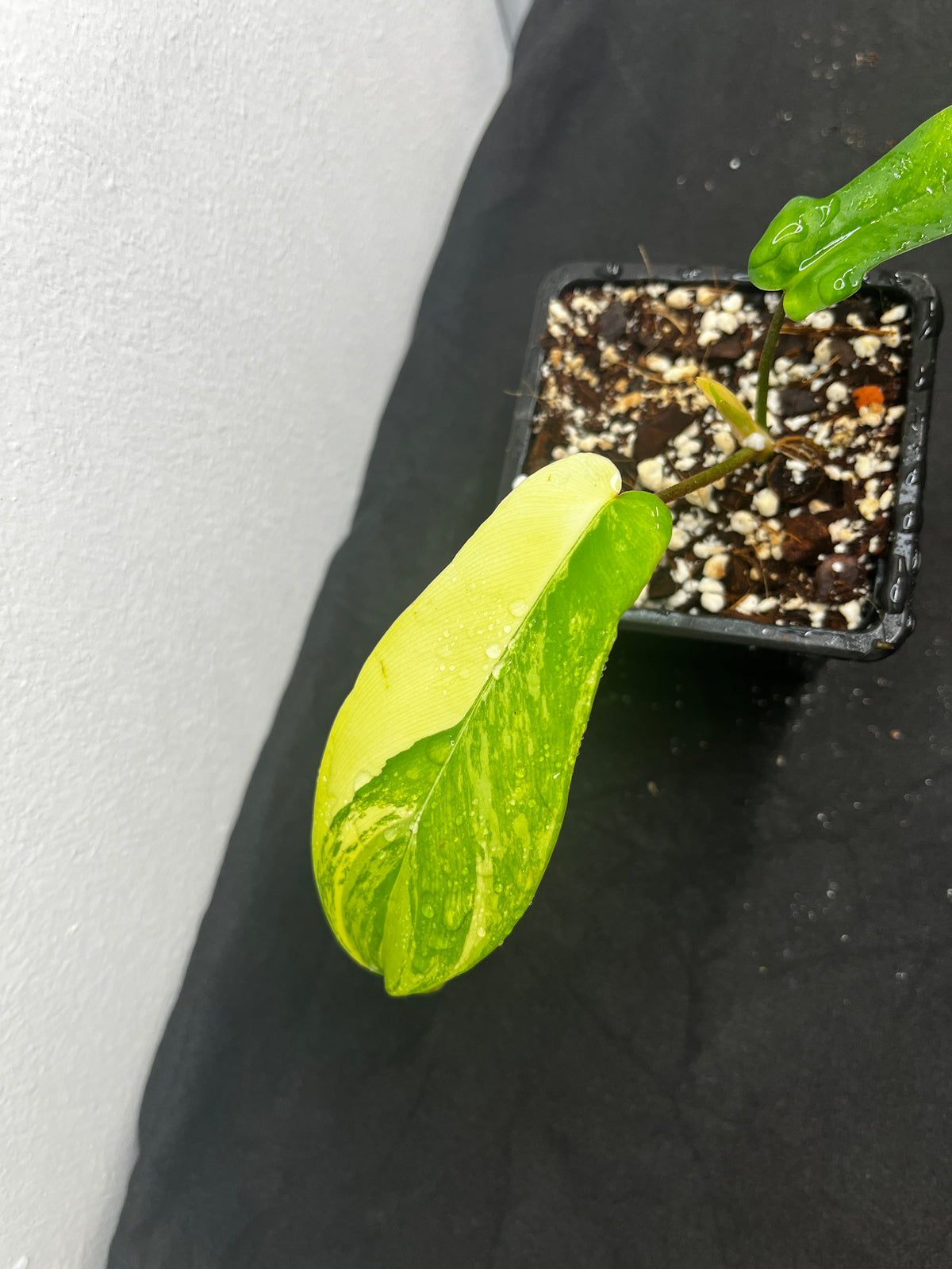Philodendron florida beauty var