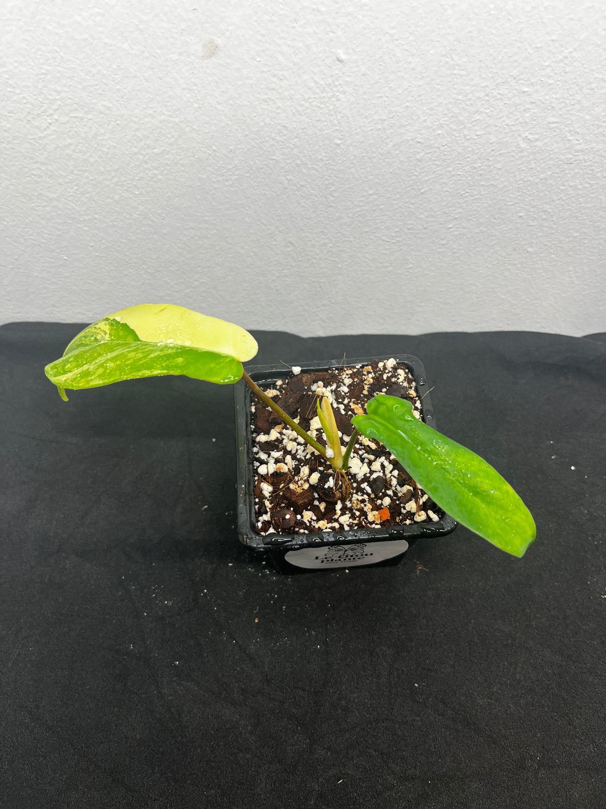 Philodendron florida beauty var