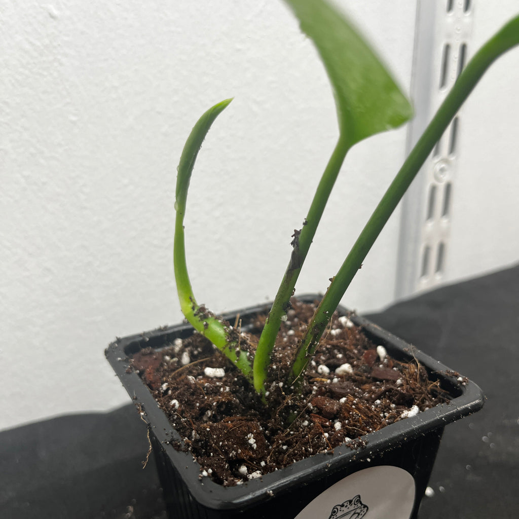 Rhaphidophora decursiva