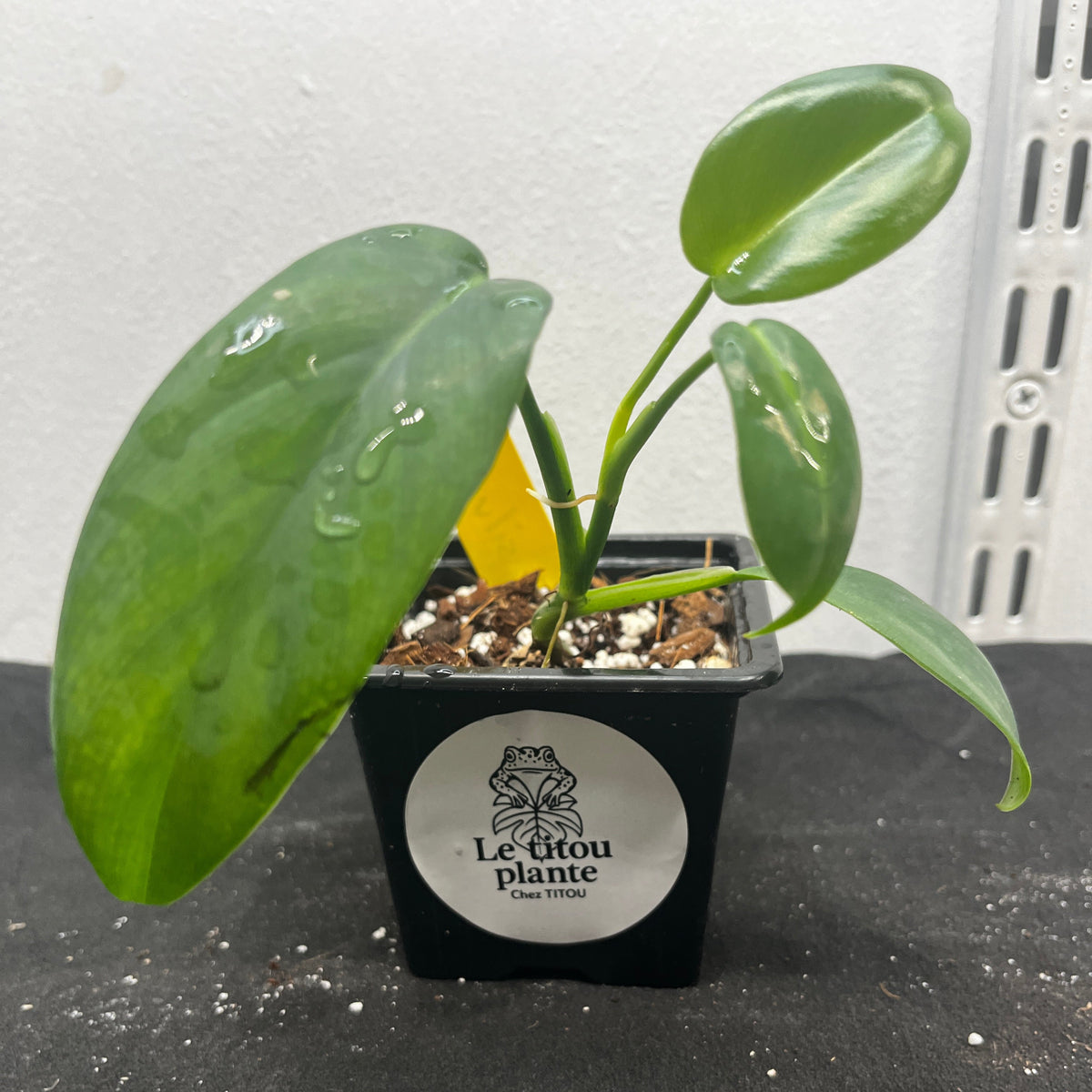 Philodendron hastatum 'Silver sword'