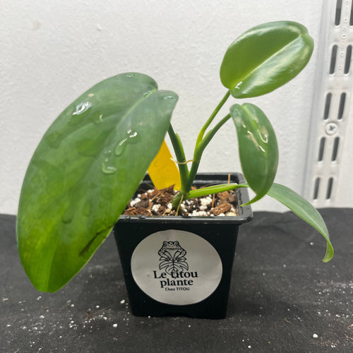 Philodendron hastatum 'Silver sword'