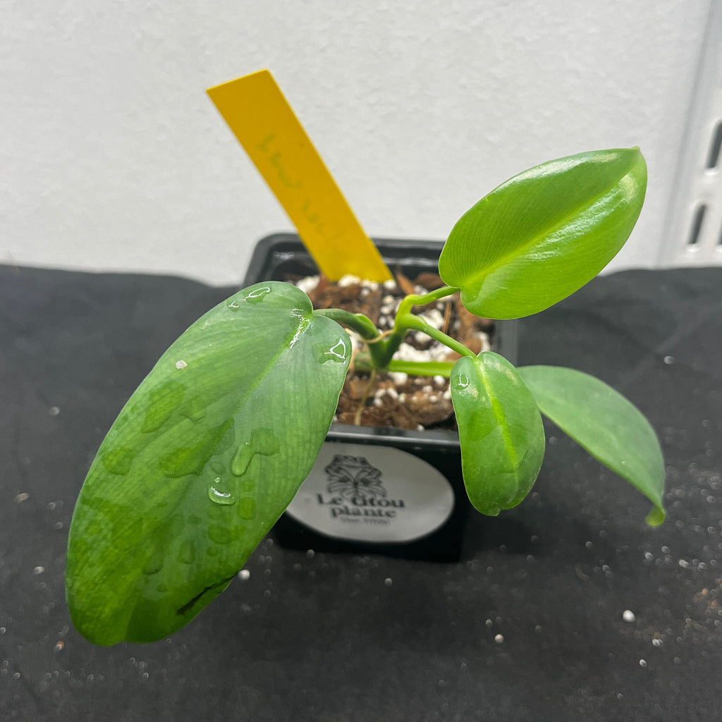 Philodendron hastatum 'Silver sword'