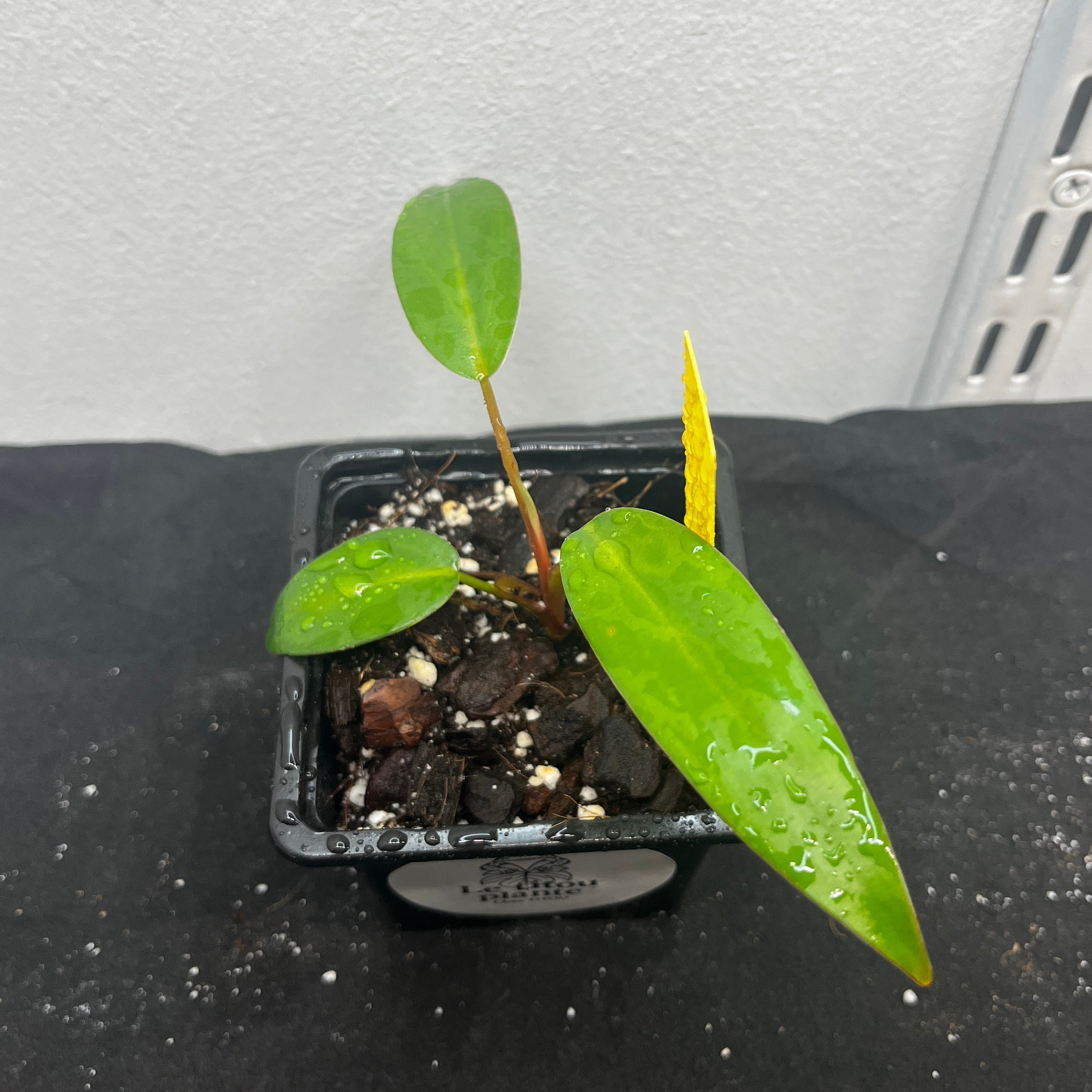Philodendron red emerald