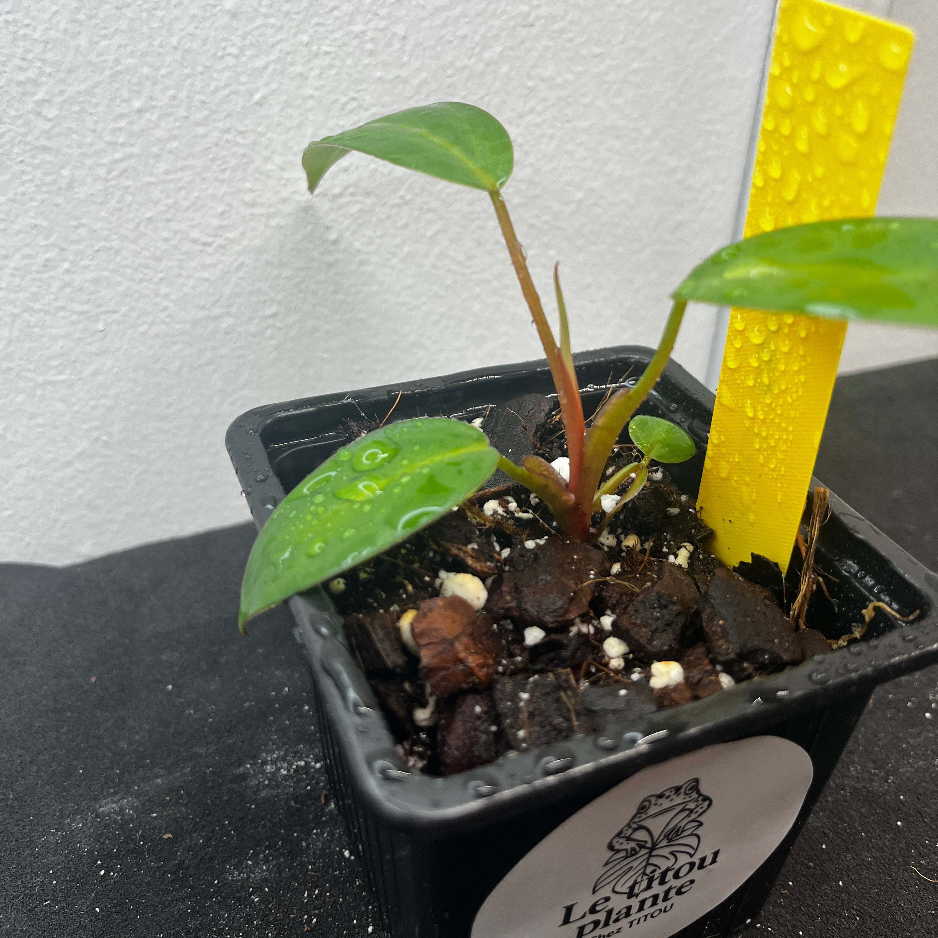 Philodendron red emerald