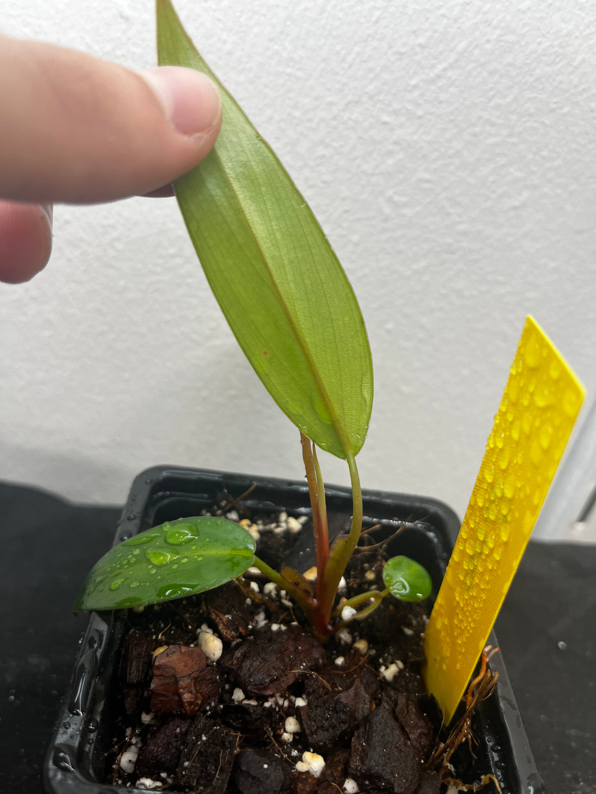 Philodendron red emerald