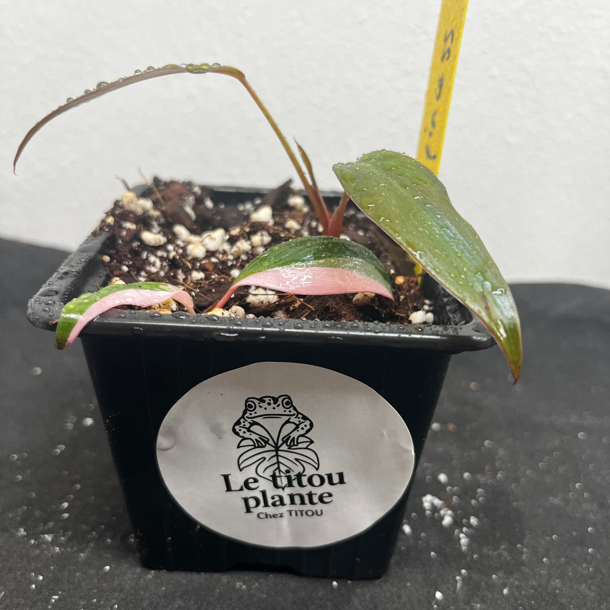 Philodendron pink princess