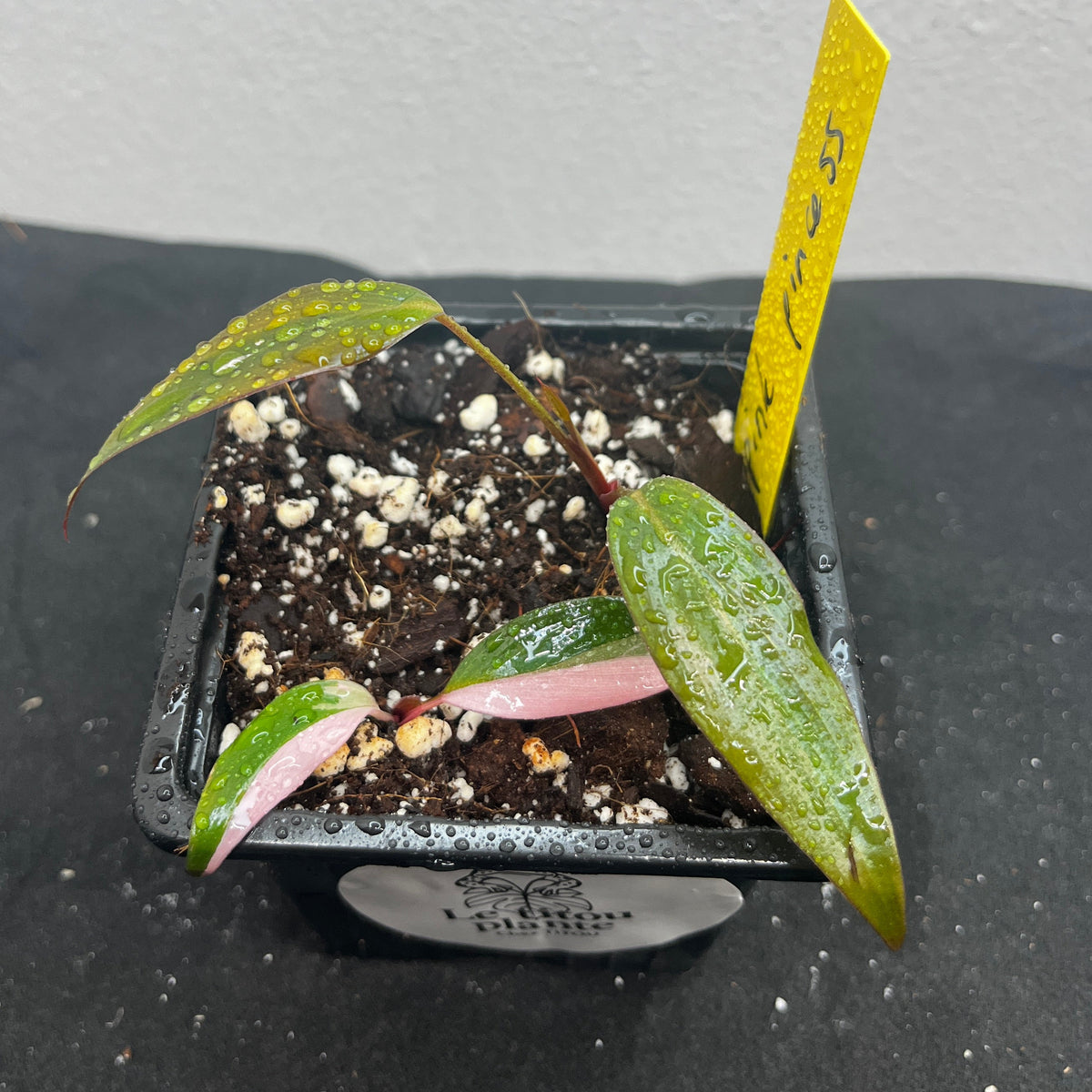 Philodendron pink princess