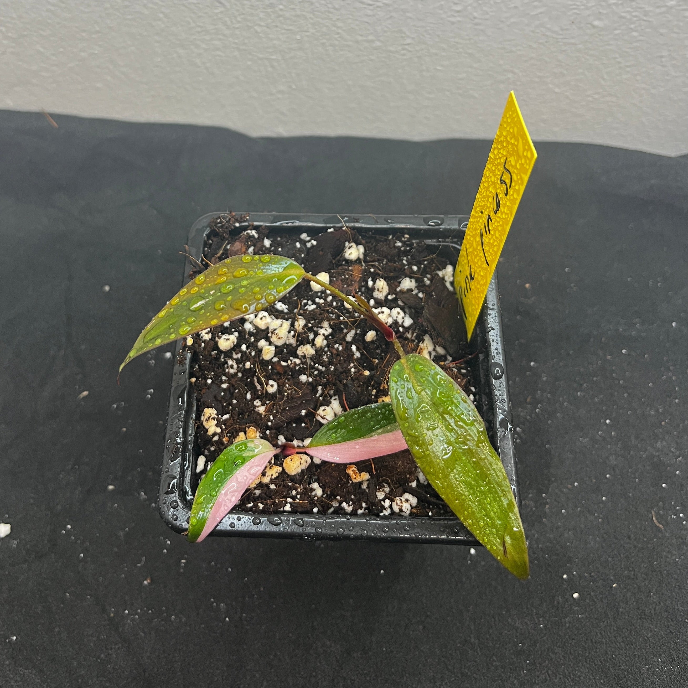 Philodendron pink princess