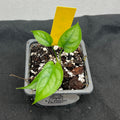 Monstera dubia