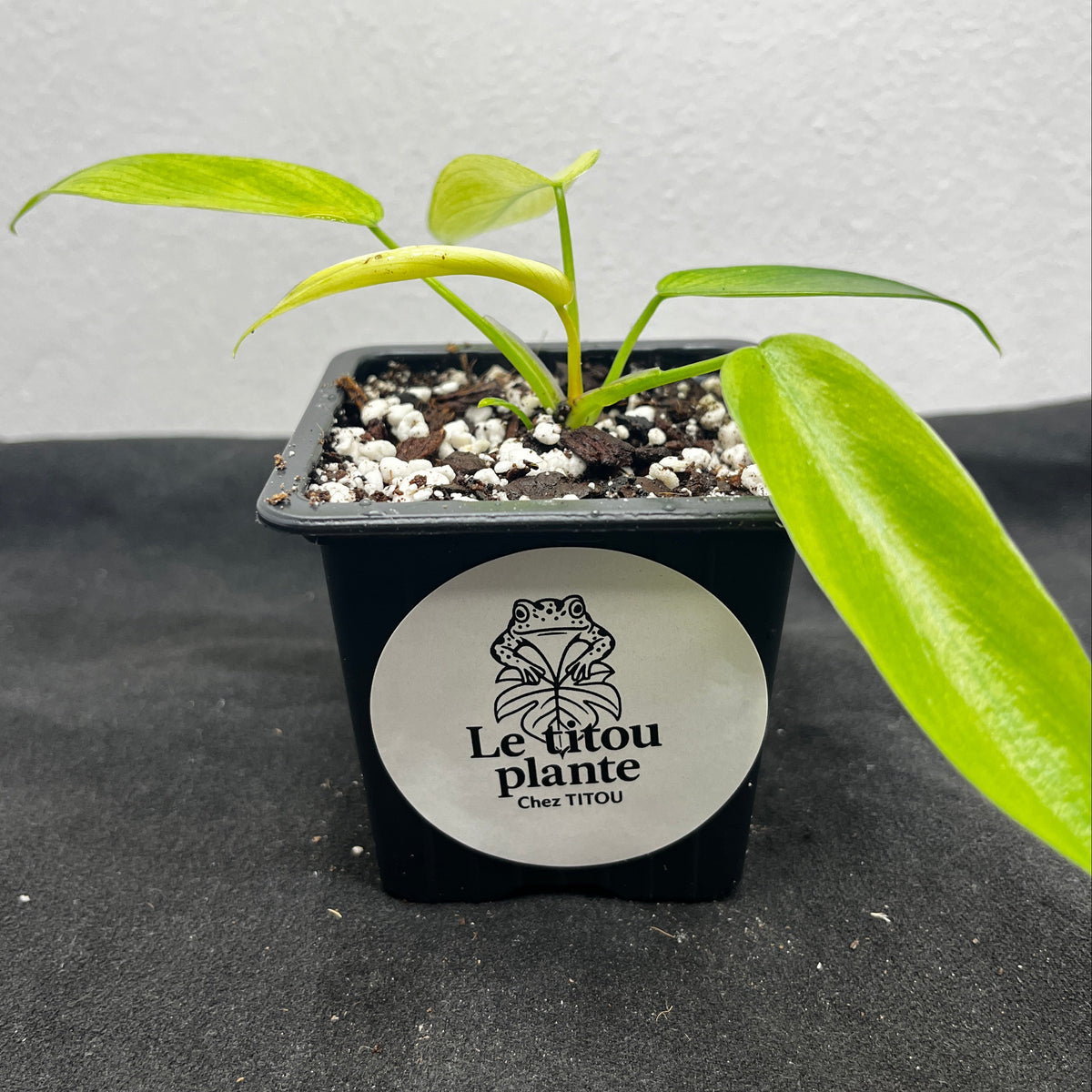 Philodendron 'Florida Ghost'