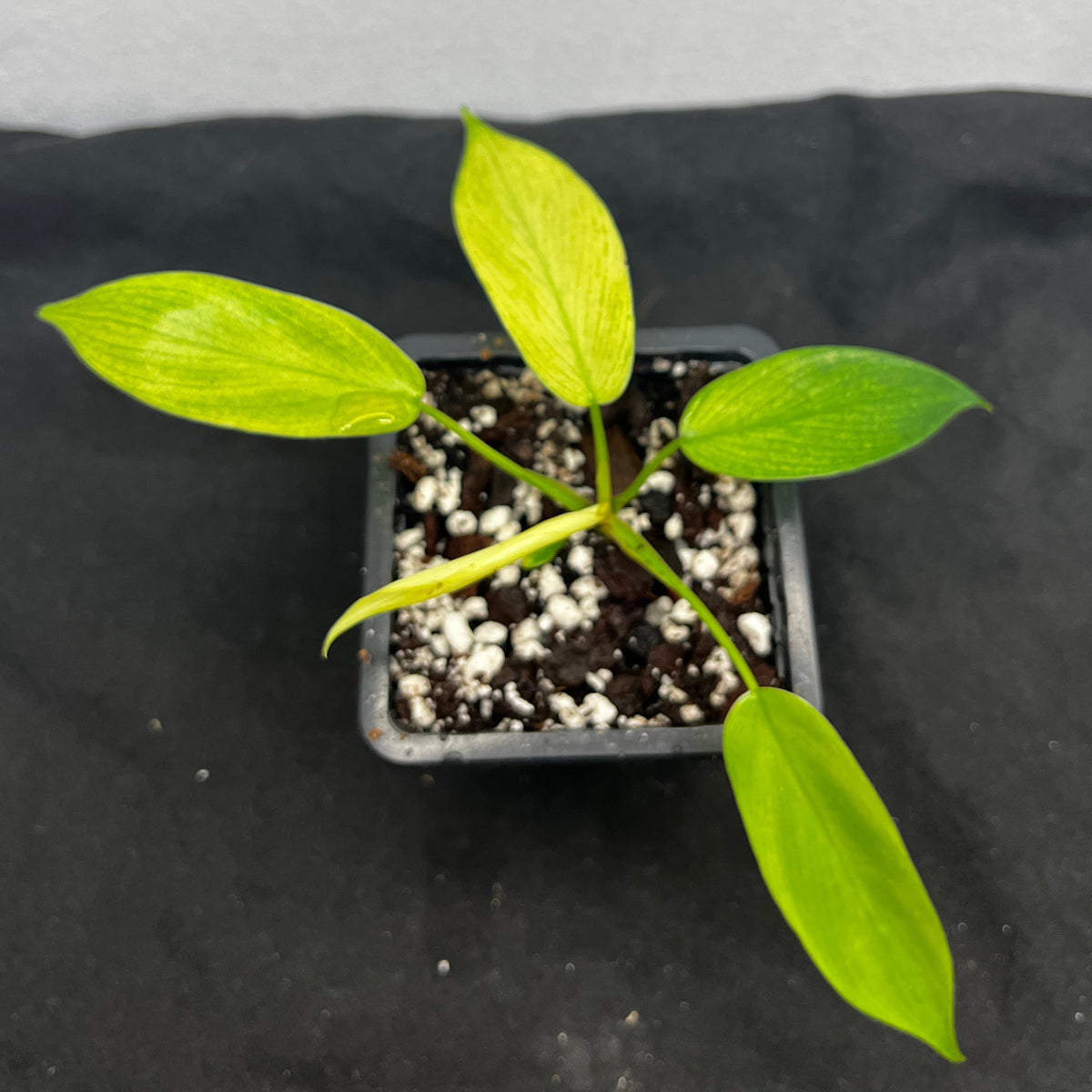 Philodendron 'Florida Ghost'