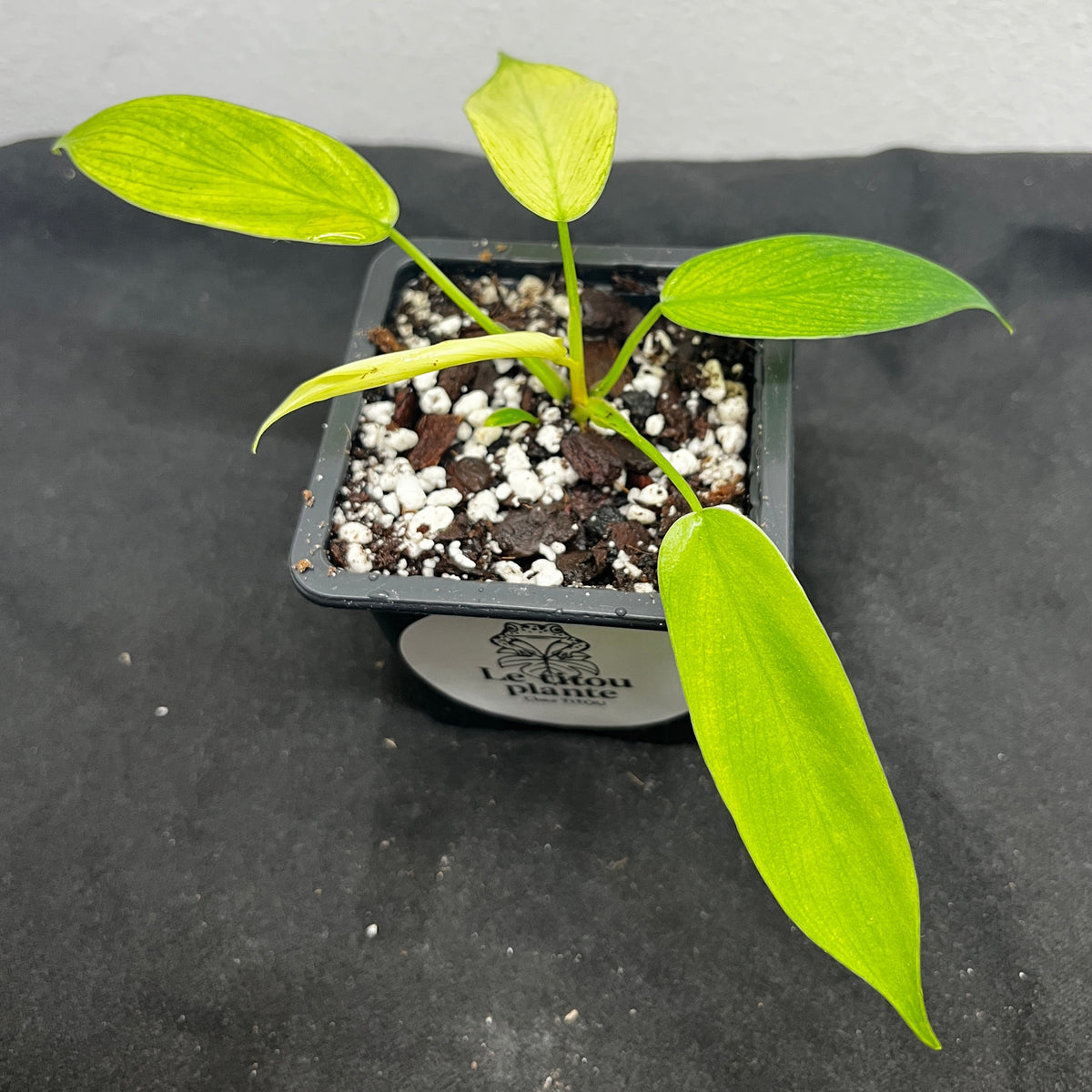 Philodendron 'Florida Ghost'
