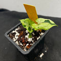 Syngonium podophyllum 'Grey Ghost'