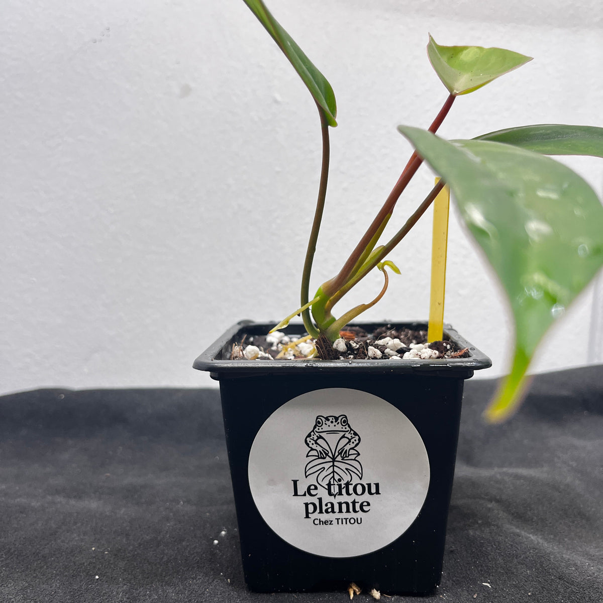 Philodendron mayoi